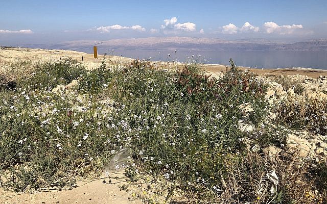 Des plantes en fleurs le long de la route 90, près du kibboutz d'Ein Gedi, le 22 février 2019. (Sue Surkes / The Times of Israël)