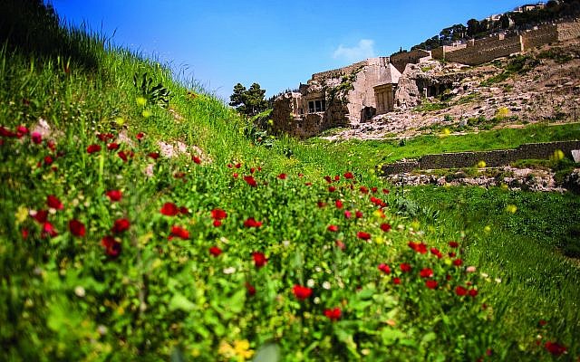 Les fleurs printanières dans la vallée de Kidron, à Jérusalem. (Crédit : Eliyahu Yanai)