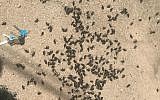 Une invasion de blattes en Israël. (Crédit : Kan via Twitter)