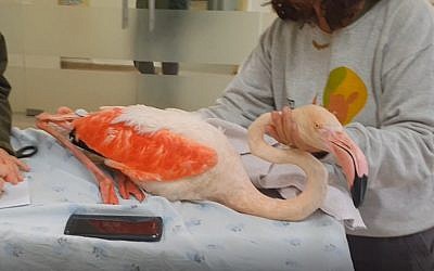 Le flamant rose Shulman subit des examens vétérinaires après son escapade sur l'autroute (Capture d'écran : YouTube)
