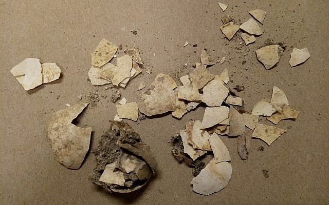Les coquilles d'oeufs de 2600 ans découvertes dans la cité de David par la docteure Eilat Mazar. (Université de Bar-Ilan) Les coquilles d'oeufs de 2600 ans découvertes dans la cité de David par la docteure Eilat Mazar. (Université de Bar-Ilan)