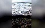 Une baleine échouée sur la plage Dor de Haïfa le 22 avril 2019. (Capture d'écran YouTube)