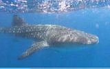 Illustration : Un requin-baleine repéré au large de la côte d'Eilat, le 26 avril 2019. (Crédit : Capture d'écran/Douzième chaîne)