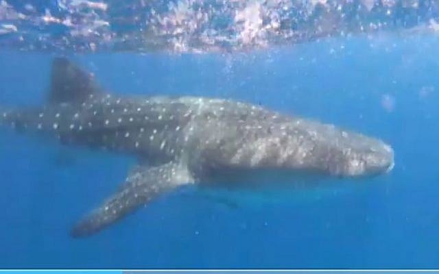 Illustration : Un requin-baleine repéré au large de la côte d'Eilat, le 26 avril 2019. (Crédit : Capture d'écran/Douzième chaîne)