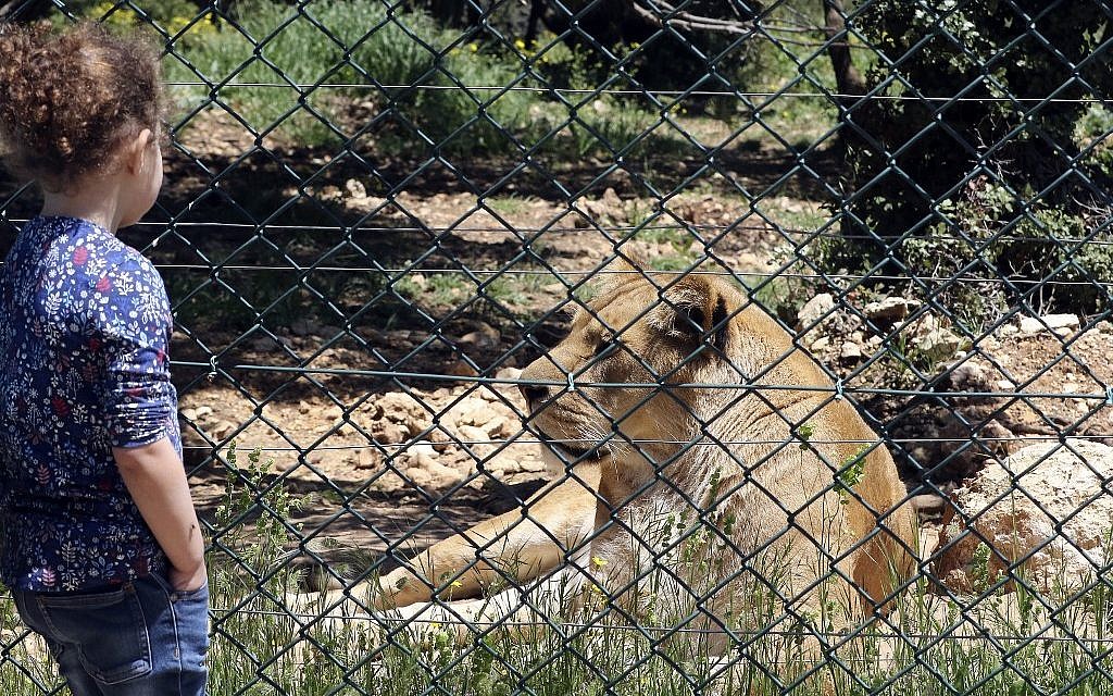 Une enfant devant une lionne au sanctuaire "Al Ma'wa for Nature and Wildlife", à Jerash, à une cinquantaine de kilomètres au nord d'Amman., le 10 avril 2019. (Crédit : Khalil MAZRAAWI / AFP)