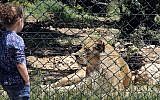 Une enfant devant une lionne au sanctuaire "Al Ma'wa for Nature and Wildlife", à Jerash, à une cinquantaine de kilomètres au nord d'Amman., le 10 avril 2019. (Crédit : Khalil MAZRAAWI / AFP)