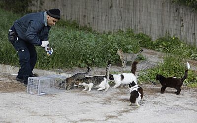 Ahmed Abu Sinenh,employé municipal de Jérusalem, tente d'attirer des chats sauvages dans une cage pour les faire stériliser, le 7 mars 2019. (Crédit : MENAHEM KAHANA / AFP)