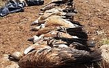Les carcasses de huit vautours retrouvées empoisonnées sur le plateau du Golan, le 10 mai 2019. (Crédit : Autorité de la Nature et des Parcs d'Israël)