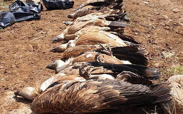 Les carcasses de huit vautours retrouvées empoisonnées sur le plateau du Golan, le 10 mai 2019. (Crédit : Autorité de la Nature et des Parcs d'Israël) Les carcasses de huit vautours retrouvées empoisonnées sur le plateau du Golan, le 10 mai 2019. (Crédit : Autorité de la Nature et des Parcs d'Israël)