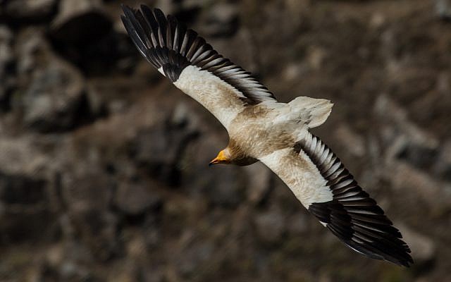 Un vautour égyptien en vol au-dessus de la réserve naturelle de Gamla dans le Golan israélien, mai 2013. . (Wikipedia/Вых Пыхманн/CC BY-SA) Un vautour égyptien en vol au-dessus de la réserve naturelle de Gamla dans le Golan israélien, mai 2013. . (Wikipedia/Вых Пыхманн/CC BY-SA)