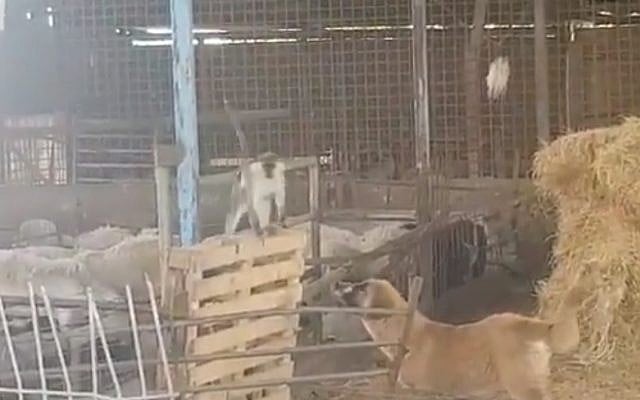 Un siège, s'étant évadé d'une ferme libanaise et ayant franchi la frontière israélienne,croise un chien médusé dans une bergerie, le 26 2019. (Crédit : capture écran/Twitter) Un siège, s'étant évadé d'une ferme libanaise et ayant franchi la frontière israélienne,croise un chien médusé dans une bergerie, le 26 2019. (Crédit : capture écran/Twitter)
