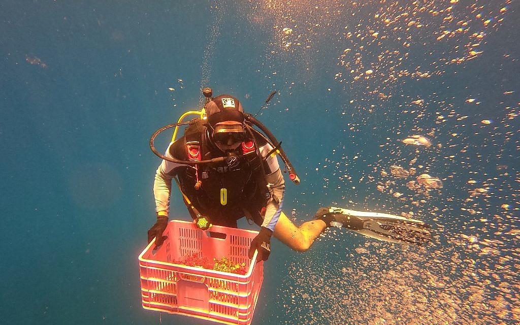 Un employé de l'Autorité israélienne de la nature et des parcs transporte des coraux dans la mer Rouge après les avoir retirés d'une colonne soutenant la jetée de pétrole brut du pipeline Europe-Asie au large d'Eilat, dans le sud d'Israël, le 21 mai 2019, en prévision des travaux de maintenance sur le site. - L'Autorité de la nature et des parcs déplace régulièrement les coraux dans des endroits sûrs dans le cadre de ses efforts pour préserver les animaux protégés, qui sont essentiels pour l'éco-système maritime. (Crédit : (Crédit : MENAHEM KAHANA / AFP) Un employé de l'Autorité israélienne de la nature et des parcs transporte des coraux dans la mer Rouge après les avoir retirés d'une colonne soutenant la jetée de pétrole brut du pipeline Europe-Asie au large d'Eilat, dans le sud d'Israël, le 21 mai 2019, en prévision des travaux de maintenance sur le site. - L'Autorité de la nature et des parcs déplace régulièrement les coraux dans des endroits sûrs dans le cadre de ses efforts pour préserver les animaux protégés, qui sont essentiels pour l'éco-système maritime. (Crédit : (Crédit : MENAHEM KAHANA / AFP)