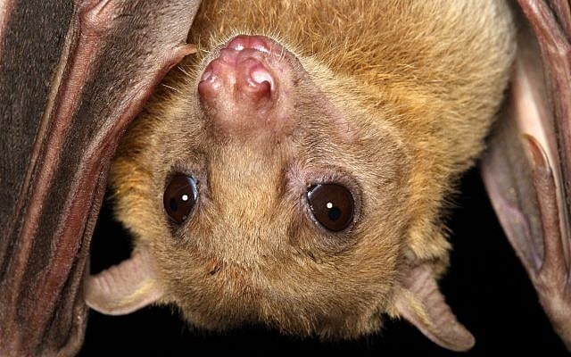 Une chauve-souris de type roussette (Autorisation) Une chauve-souris de type roussette (Autorisation)