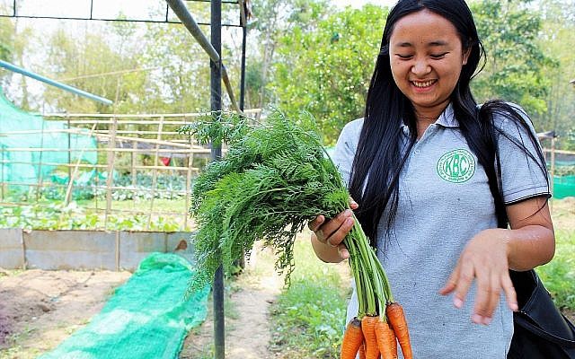 Sut Ngai Ja ,étudiante à l'Ake Eco Farm and Sustainable Development Learning Center, récolte des carottes. (Crédit : Emily Fishbein/Times of Israel)