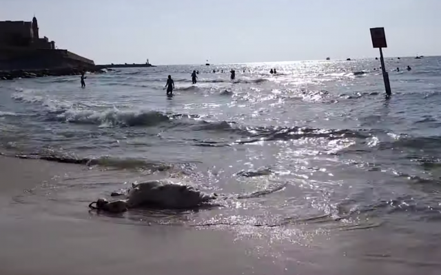 Une carcasse de bovin sur le rivage de la plage de Jaffa ouverte aux chiens, le 9 juin 2019 (Capture d'écran/YouTube) Une carcasse de bovin sur le rivage de la plage de Jaffa ouverte aux chiens, le 9 juin 2019 (Capture d'écran/YouTube)