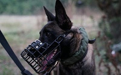 Un chien militaire de l'unité Oketz, participe à un exercice militaire d'envergure contre le groupe terroriste du Hezbollah, au Liban, en juin 2019. (Crédit : armée israélienne)