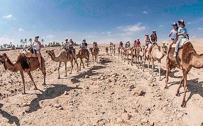 Une promenade à dos de chameau à Kfra Hanokdim (Autorisation : Kfra Hanokdim)