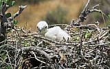 Photo d'un petit Circaète Jean-le-Blanc (Liad Cohen, Autorité de la nature et des parcs)