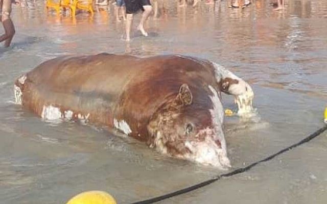 La carcasse en putréfaction d'un veau, peut-être jetée par dessus bord d'un navire transportant des animaux vivants vers Israël pour les faire engraisser et les abattre, s'échoue sur une plage à Tel Aviv, le 1 juin 2019. (Crédit : Or Keren) La carcasse en putréfaction d'un veau, peut-être jetée par dessus bord d'un navire transportant des animaux vivants vers Israël pour les faire engraisser et les abattre, s'échoue sur une plage à Tel Aviv, le 1 juin 2019. (Crédit : Or Keren)