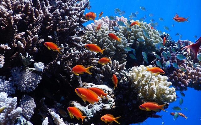 Le Centre de recherche transnational de la mer Rouge va étudier des milliers d'espèces de poissons et de coraux présents dans la mer Rouge, comme ceux-ci photographiés près d'Eilat par le Professeur Maoz Fine en 2019. (Crédit : Maoz Fine) Le Centre de recherche transnational de la mer Rouge va étudier des milliers d'espèces de poissons et de coraux présents dans la mer Rouge, comme ceux-ci photographiés près d'Eilat par le Professeur Maoz Fine en 2019. (Crédit : Maoz Fine)