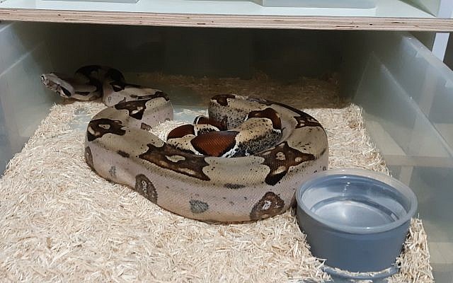 Un serpent saisi par l'Autorité de la nature et des parcs lors d'une action de répression sur le commerce illégal de reptiles, le 17 juin 2019 (Crédit : Autorité de la nature et des parcs) Un serpent saisi par l'Autorité de la nature et des parcs lors d'une action de répression sur le commerce illégal de reptiles, le 17 juin 2019 (Crédit : Autorité de la nature et des parcs)