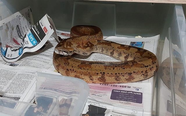 Un serpent saisi par l'Autorité de la nature et des parcs lors d'une action de répression sur le commerce illégal de reptiles, le 17 juin 2019 (Crédit : Autorité de la nature et des parcs) Un serpent saisi par l'Autorité de la nature et des parcs lors d'une action de répression sur le commerce illégal de reptiles, le 17 juin 2019 (Crédit : Autorité de la nature et des parcs)