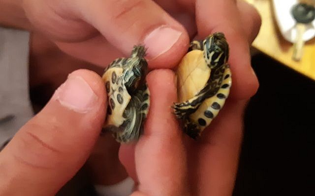 Des tortues saisies par l'Autorité de la nature et des parcs lors d'une action de répression sur le commerce illégal de reptiles, le 17 juin 2019 (Crédit : Autorité de la nature et des parcs) Des tortues saisies par l'Autorité de la nature et des parcs lors d'une action de répression sur le commerce illégal de reptiles, le 17 juin 2019 (Crédit : Autorité de la nature et des parcs)