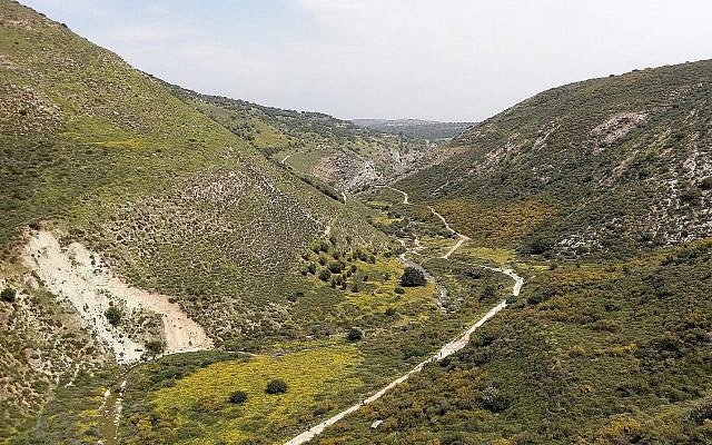 Fruticée, formation végétale transitoire où dominent des arbustes, des arbrisseaux et des sous-arbrisseaux, pouvant représenter un stade intermédiaire dans la succession de végétation qui conduit jusqu'à la constitution d'une forêt, à Nahal Dishon.