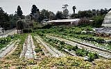 Une partie de la ferme biologique dans le village pour les jeunes Hadassah Meir-Shfeyah. (Times of Israel)