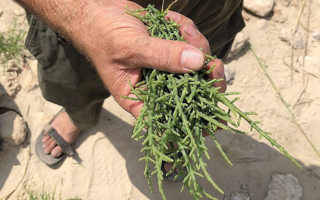 Des tiges de ficoïdes trouvées par le cueilleur Yatir Sade, à la saveur et à la texture craquantes et salées (Crédit : Jessica Steinberg/Times of Israel) Des tiges de ficoïdes trouvées par le cueilleur Yatir Sade, à la saveur et à la texture craquantes et salées (Crédit : Jessica Steinberg/Times of Israel)