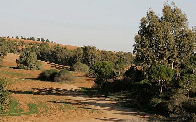 Des arbres dans le nord du Negev, le 12 décembre 2008 (Crédit : Anna Kaplan/ Flash90) Des arbres dans le nord du Negev, le 12 décembre 2008 (Crédit : Anna Kaplan/ Flash90)