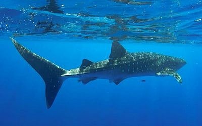 Un requin baleine qui nage dans la Mer Rouge au large de la côte d'Eilat, en juillet 2019. (Shani Aloush, Autorité de la nature et des parcs israélien)