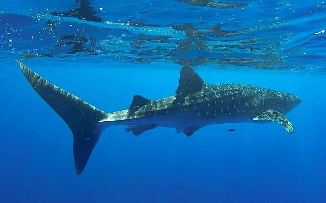 Un requin baleine qui nage dans la Mer Rouge au large de la côte d'Eilat, en juillet 2019. (Shani Aloush, Autorité de la nature et des parcs israélien) Un requin baleine qui nage dans la Mer Rouge au large de la côte d'Eilat, en juillet 2019. (Shani Aloush, Autorité de la nature et des parcs israélien)