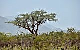Un arbre de Boswellia sur l'île de Socotra au Yemen. (Crédit :, iStock/ Getty Images)