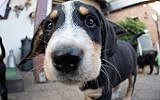 Un chiot regarde l'objectif d'un appareil photo en Allemagne, le 12 juillet 2019 (Crédit : Friso Gentsch/picture alliance via Getty Images via JTA)