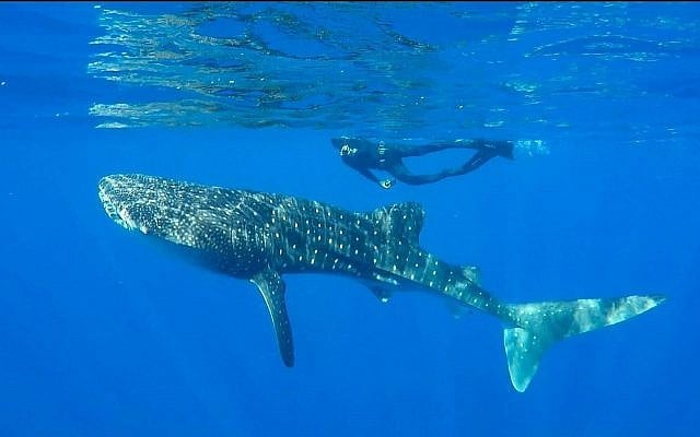 Un requin-baleine nageant dans la mer Rouge au large d'Eilat, juillet 2019. (Shani Aloush, Israel Nature and Parks Authority) Un requin-baleine nageant dans la mer Rouge au large d'Eilat, juillet 2019. (Shani Aloush, Israel Nature and Parks Authority)