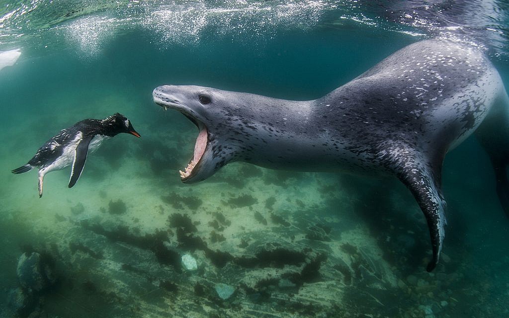 Un pingouin face à un phoque léopard (Crédit : Amos Nachoum)