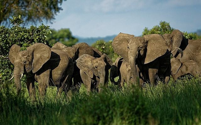 Un troupeau d'éléphants forme un cercle de protection face à une menace perçue dans le parc national de Mikumi, en Tanzanie, le 21 mars 2018 (Crédit : AP Photo/Ben Curtis) Un troupeau d'éléphants forme un cercle de protection face à une menace perçue dans le parc national de Mikumi, en Tanzanie, le 21 mars 2018 (Crédit : AP Photo/Ben Curtis)