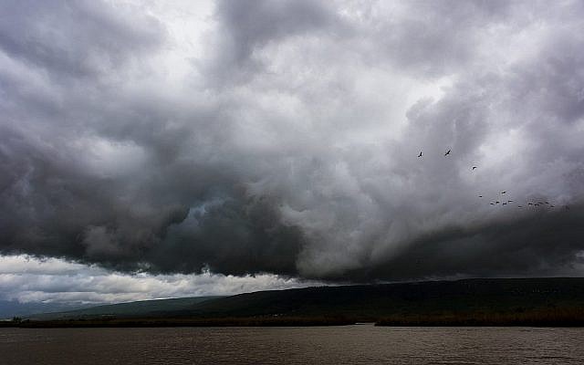 Des grues survolent le parc du lac Hula (Crédit : Tal Paz-Fridman)