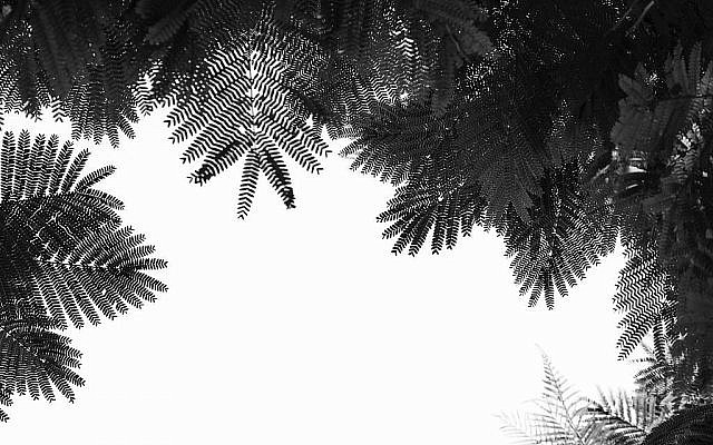 L'une des oeuvres sur la nature de Tal Paz-Fridman, celle-ci est intitulée "Le sommet de l'arbre II" (Crédit: Tal Paz-Fridman)
