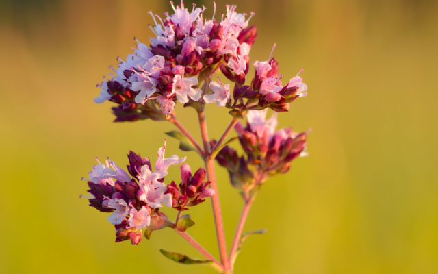 Une fleur d'origan. (Crédit : Ivar Leidus / Wikimédia / CC BY-SA 3.0)