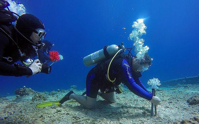 Des plongeurs chercheurs implantent des coraux imprimés en 3D dans la mer Rouge dans le cadre d'une étude menée par le programme de biologie marine et de biotechnologie de l'Université Ben Gurion et le Design-Tech Lab du Technion Israel Institute of Technology. (Jenny Tynyakov) Des plongeurs chercheurs implantent des coraux imprimés en 3D dans la mer Rouge dans le cadre d'une étude menée par le programme de biologie marine et de biotechnologie de l'Université Ben Gurion et le Design-Tech Lab du Technion Israel Institute of Technology. (Jenny Tynyakov)