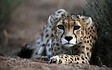 Photo d'illustration : Un tigre asiatique de sept ans nommé  'Koushki,' au refuge pour la faune sauvage de Jajarm, au nord-est de l'Iran (Crédit : AP Photo/Vahid Salemi)