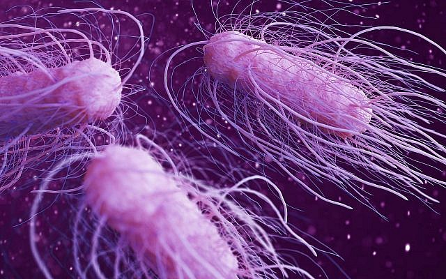 Une illustration en 3D de la bactérie salmonelle. (Crédit : urfinguss; iStock by Getty Images)