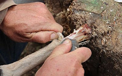 Dépeçage de la partie proximale des métapodiaux et retrait des tendons lors de l'expérience. (Dr. Ruth Blasco)