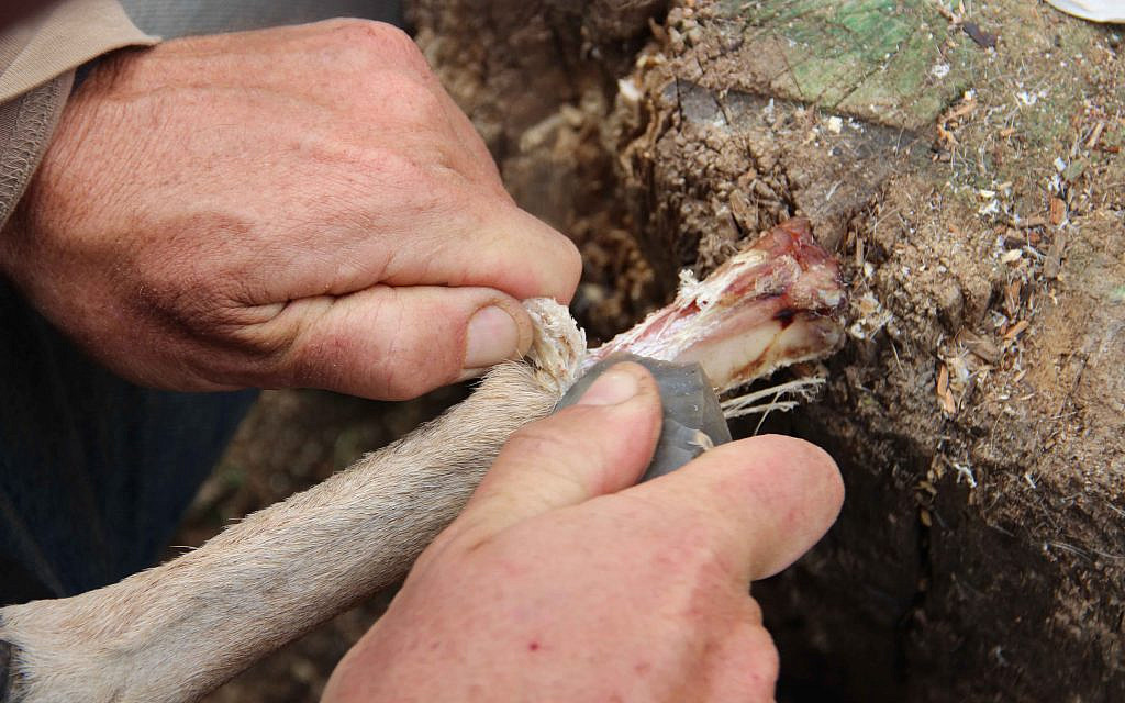 Dépeçage de la partie proximale des métapodiaux et retrait des tendons lors de l'expérience. (Dr. Ruth Blasco)