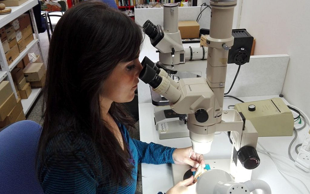 Dr Ruth Blasco analysant les os retrouvés dans la grotte de Qesem dans le laboratoire de l'Institut d'archéologie de l'université de Tel Aviv. (Prof. J. Rosell)