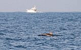 Un dauphin repéré au large des côtes du centre d'Israël, en mer Méditerranée, le 15 octobre 2019. (Crédit : Guy Lavian Autorité israélienne de la nature et des parcs)