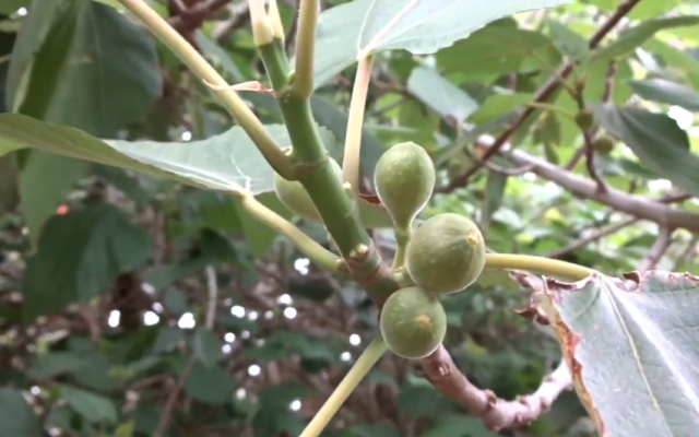Illustration d'un arbre de ficus palmata. (Crédit :  YouTube)