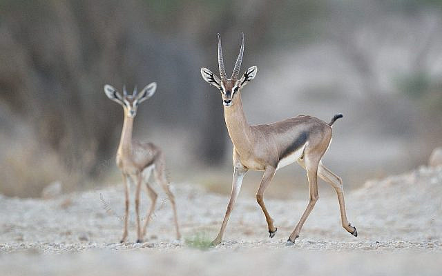 Une gazelle acacia mâle avec le nouveau faon (Crédit : Eran Hyams, Autorité de la Nature et des parcs) Une gazelle acacia mâle avec le nouveau faon (Crédit : Eran Hyams, Autorité de la Nature et des parcs)